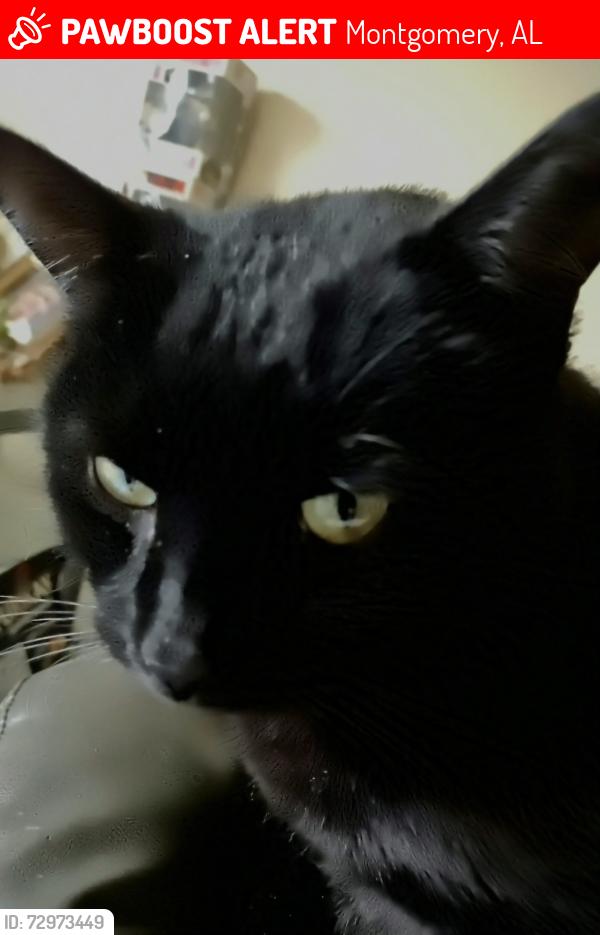 Lost Male Cat last seen Piggly Wiggly , Montgomery, AL 36108