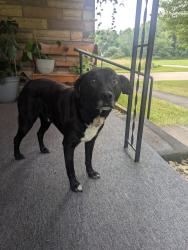 Lost Male Dog last seen Old hwy 19 & sunshine lane, Columbus, NC 28722