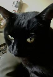 Lost Male Cat last seen Piggly Wiggly , Montgomery, AL 36108