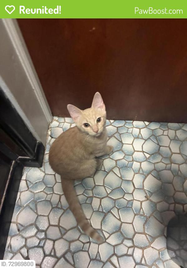 Reunited Female Cat last seen Near s Chadwick st , Philadelphia, PA 19145