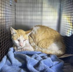 Shelter Stray Female Cat last seen Near BLOCK BLAZE DR, 4710 TX-151, San Antonio, TX 78227, USA