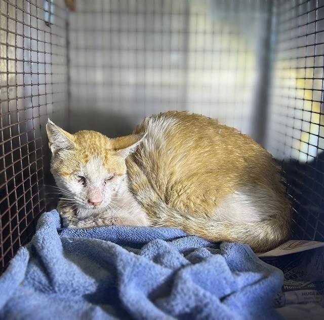 Shelter Stray Female Cat last seen Near BLOCK BLAZE DR, 4710 TX-151, San Antonio, TX 78227, USA
