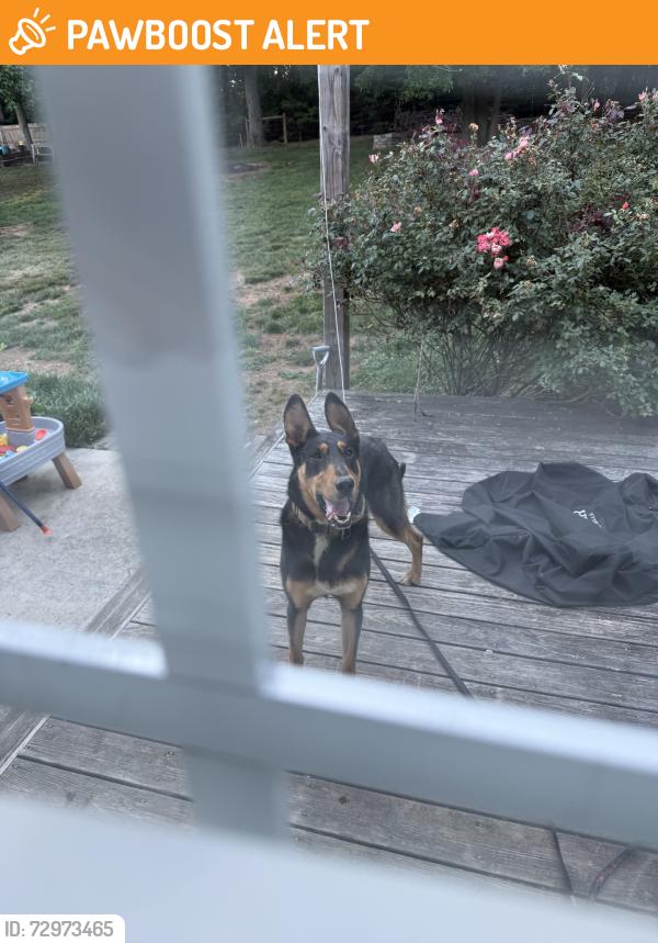 Found/Stray Male Dog last seen Hwy 311, Randolph County, NC 27350
