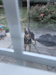 Found/Stray Male Dog last seen Hwy 311, Randolph County, NC 27350