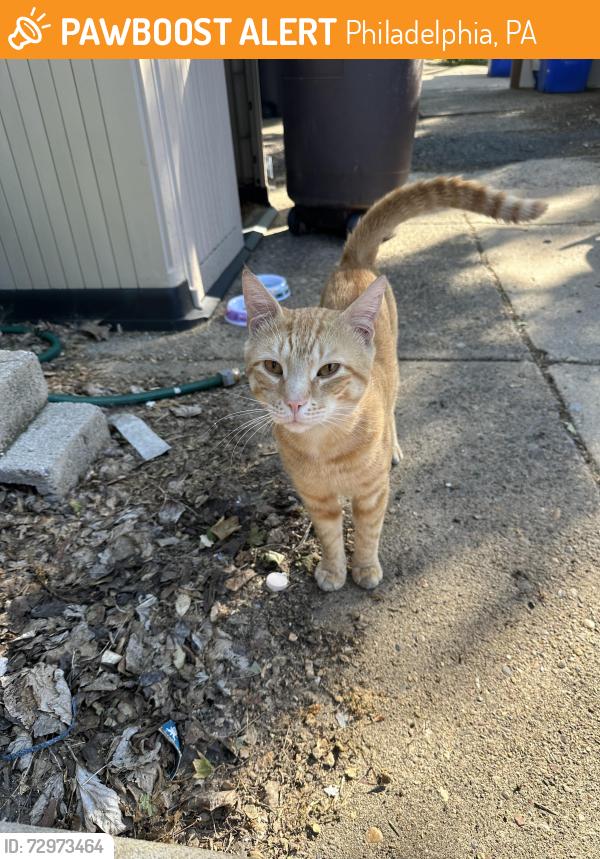 Found/Stray Unknown Cat last seen Near E Sydney St, Philadelphia, PA 19119