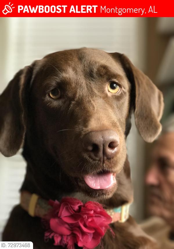 Lost Female Dog last seen Grove Park Drive and Thousand Oaks Drive, Montgomery, AL 36109