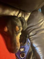 Reunited Male Dog last seen Cannel rd, Clinton Township, MI 48038