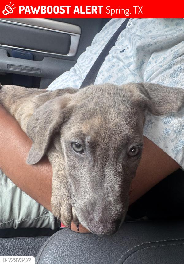 Lost Male Dog last seen Near Rolling Oaks Dr Spring, TX  77389 United States, Spring, TX 77389