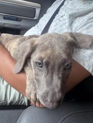 Lost Male Dog last seen Near Rolling Oaks Dr Spring, TX  77389 United States, Spring, TX 77389