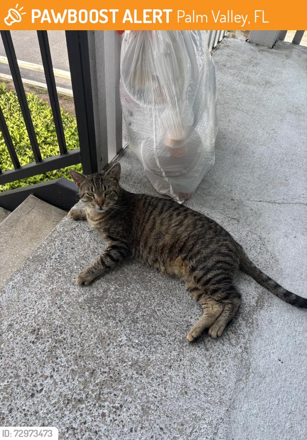Found/Stray Unknown Cat last seen Ponte Vedra Lakes Blvd and Marsh Landing, Palm Valley, FL 32082