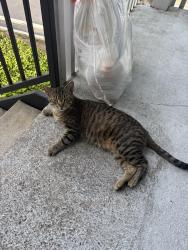 Found/Stray Unknown Cat last seen Ponte Vedra Lakes Blvd and Marsh Landing, Palm Valley, FL 32082