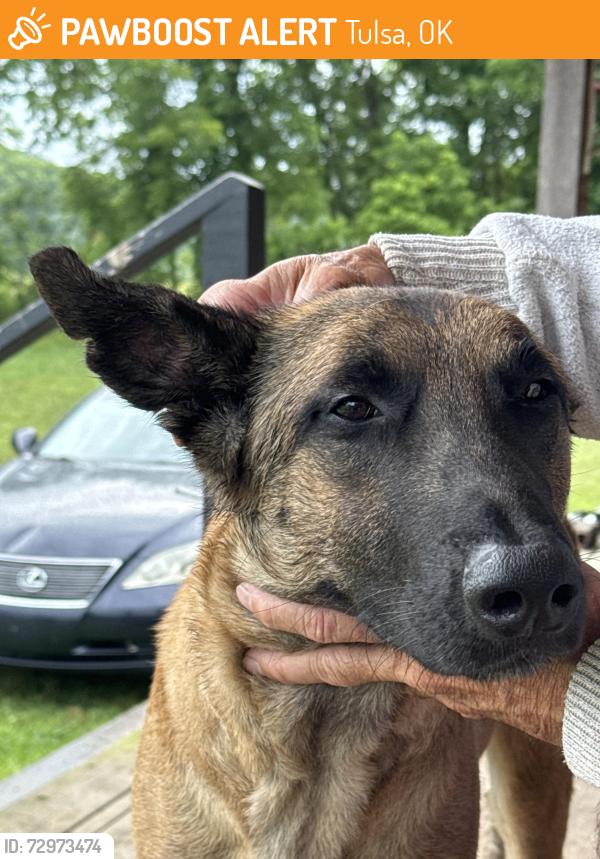 Found/Stray Male Dog last seen 11th and pine, Tulsa, OK 74103