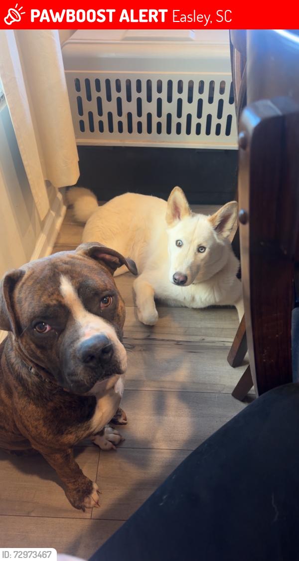Lost Male Dog last seen Anna Gray Circle Easley SC, Easley, SC 29640