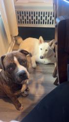 Lost Male Dog last seen Anna Gray Circle Easley SC, Easley, SC 29640