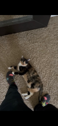 Lost Female Cat last seen Near and Franklin rd, Sapulpa, OK 74066