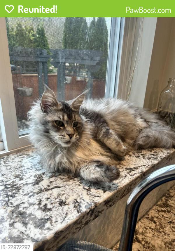 Reunited Female Cat last seen 212th and 77a ave, Langley Township, BC V2Y 2G1