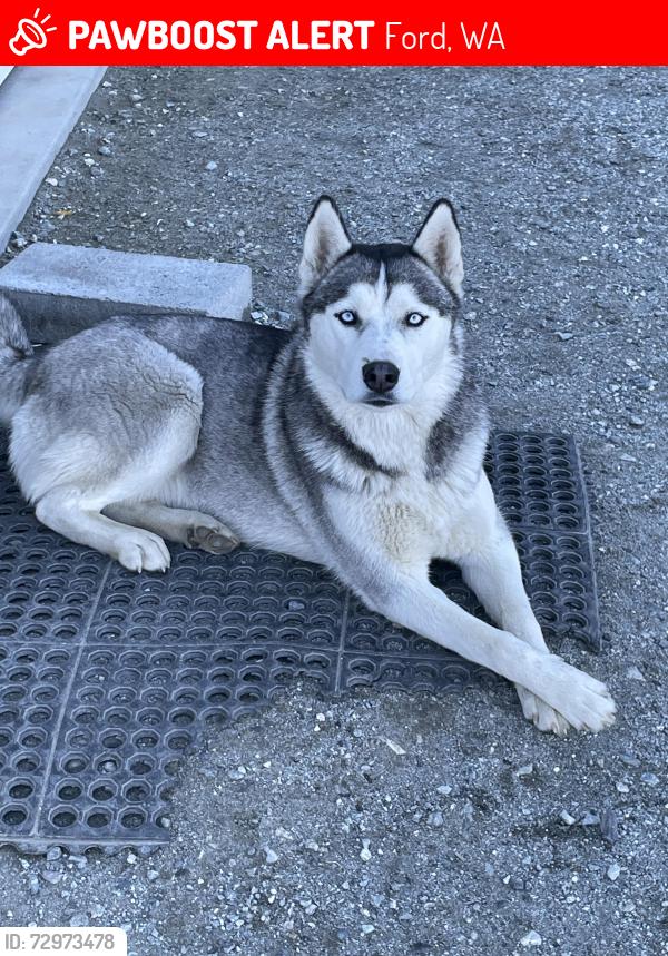 Lost Female Dog last seen Ford wa , Ford, WA 99034