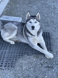 Lost Female Dog last seen Ford wa , Ford, WA 99034