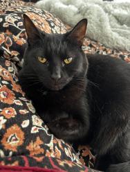 Lost Female Cat last seen Broad St, Rich St, Columbus, OH 43222
