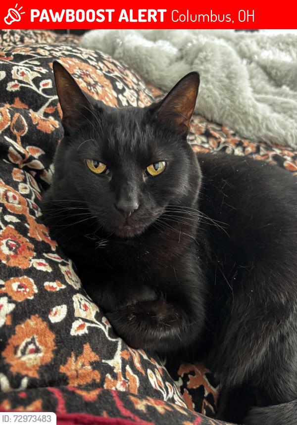 Lost Female Cat last seen Broad St, Rich St, Columbus, OH 43222
