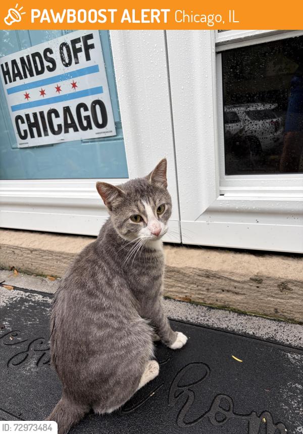 Found/Stray Male Cat last seen Jamieson elementary school, Chicago, IL 60618