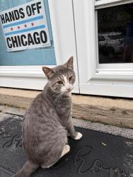 Found/Stray Male Cat last seen Jamieson elementary school, Chicago, IL 60618