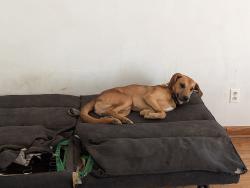 Lost Male Dog last seen Dairy Queen in Saint Albans , Saint Albans, WV 25177