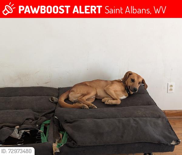 Lost Male Dog last seen Dairy Queen in Saint Albans , Saint Albans, WV 25177