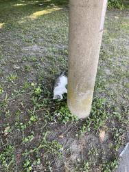 Found/Stray Unknown Cat last seen Behind light poll, Hampton, VA 23669