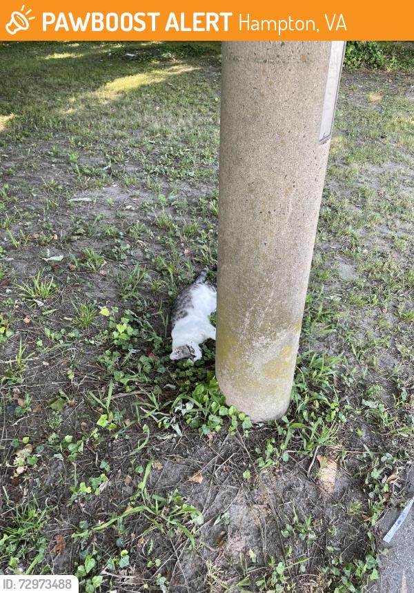 Found/Stray Unknown Cat last seen Behind light poll, Hampton, VA 23669