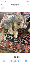 Lost Male Dog last seen Near vzcr 1314 Grandsaline tx, Grand Saline, TX 75140