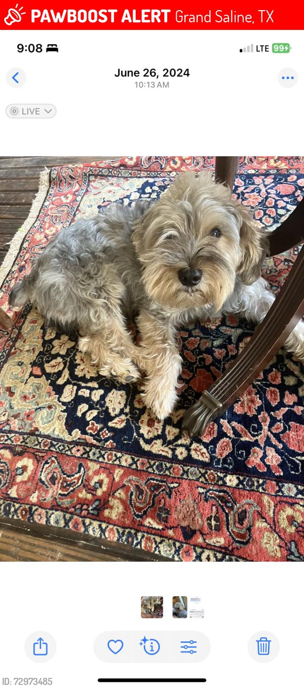 Lost Male Dog last seen Near vzcr 1314 Grandsaline tx, Grand Saline, TX 75140