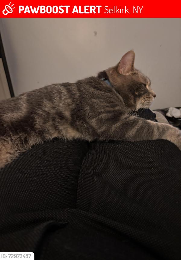 Lost Male Cat last seen Elm Avenue, Selkirk, NY 12158