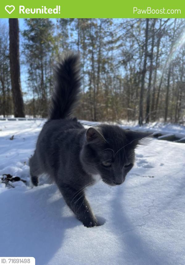 Reunited Male Cat last seen Griswoldville shortcut, Macon, GA 31217