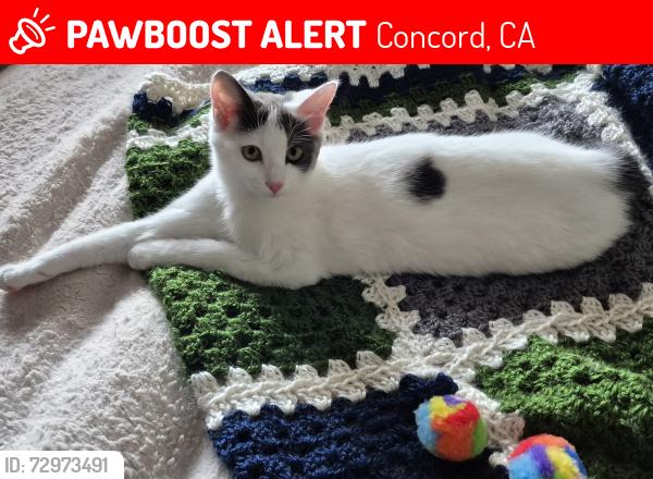 Lost Female Cat last seen Claudia & Holbrook Dr, Concord, CA 94519