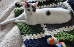 Lost Female Cat last seen Claudia & Holbrook Dr, Concord, CA 94519
