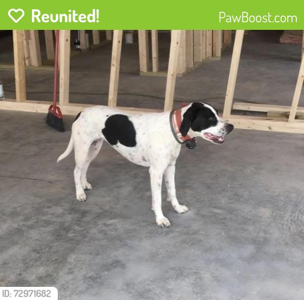 Reunited Female Dog last seen Hunter Ridge subdivision, traveled Turkey Pen Gap to Vineyard Loop, Mills River, NC 28759