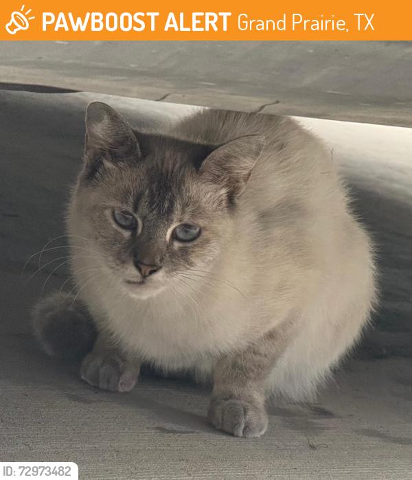 Found/Stray Unknown Cat last seen Sara Jane Parkway, Grand Prairie, TX, Grand Prairie, TX 75052