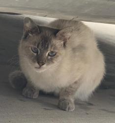 Found/Stray Unknown Cat last seen Sara Jane Parkway, Grand Prairie, TX, Grand Prairie, TX 75052
