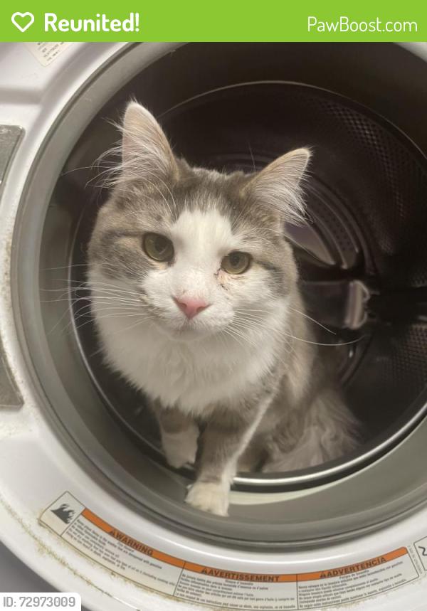 Reunited Male Cat last seen Dean Rd. not too far from Waverly comm, Dalton, PA 18414