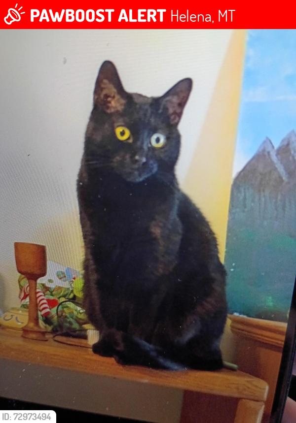 Lost Male Cat last seen Helena cathedral , Helena, MT 59601