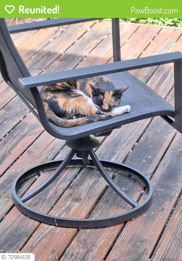 Reunited Female Cat last seen E. Washington/S. Mitthoeffer Rd, Indianapolis, IN 46229