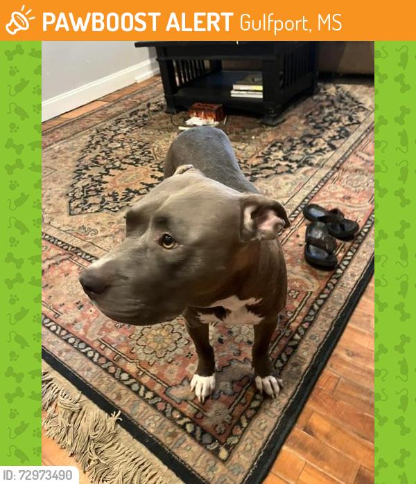 Found/Stray Female Dog last seen 5th Ave and Pass Road, Gulfport, MS 39501