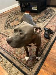 Found/Stray Female Dog last seen 5th Ave and Pass Road, Gulfport, MS 39501