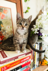 Shelter Stray Female Cat last seen Canal Road, San Pasqual, CA, 92082, Escondido, CA 92027