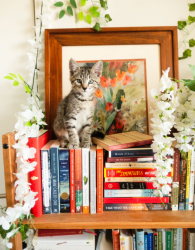 Shelter Stray Male Cat last seen Canal Road, San Pasqual, CA, 92082, Escondido, CA 92027