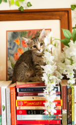Shelter Stray Female Cat last seen Canal Road, San Pasqual, CA, 92082, Escondido, CA 92027