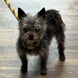 Shelter Stray Male Dog last seen Boomber Place, Chula Vista, CA, 91910, 5500 Gaines St, San Diego, CA 92110, USA