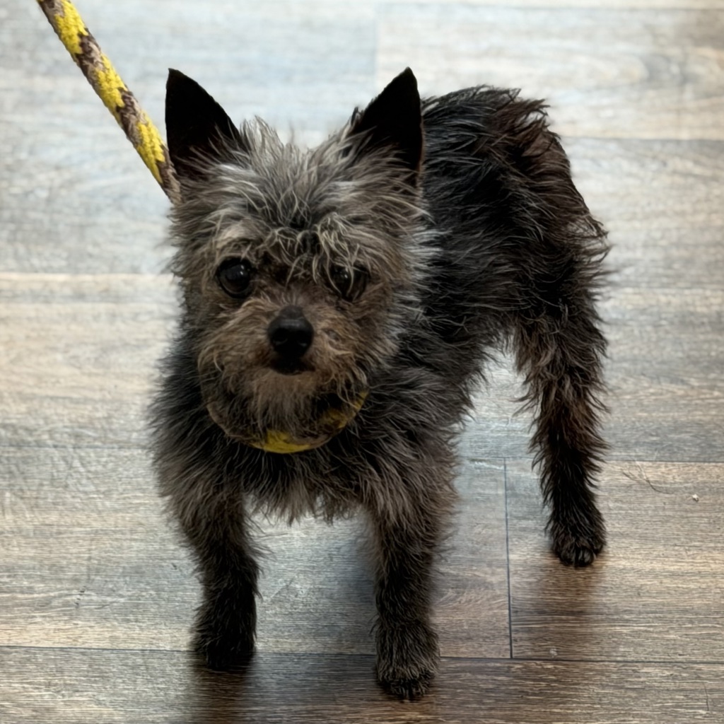 Shelter Stray Male Dog last seen Boomber Place, Chula Vista, CA, 91910, 5500 Gaines St, San Diego, CA 92110, USA