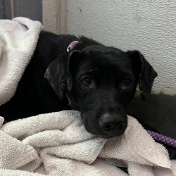 Shelter Stray Female Dog last seen Near E San Ysidro Boulevard, San Diego, CA, 92154, 5500 Gaines St, San Diego, CA 92110, USA